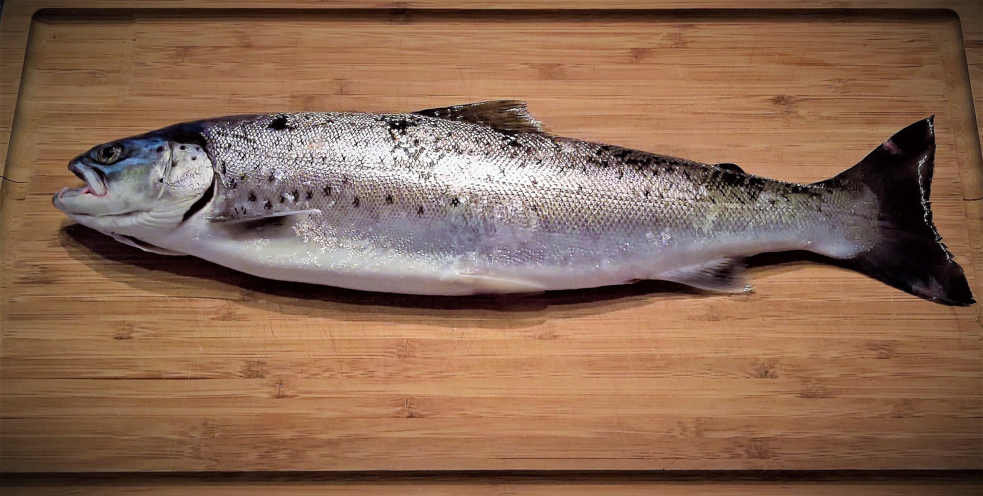 Trout