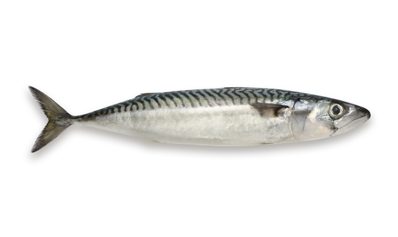 Mackerel