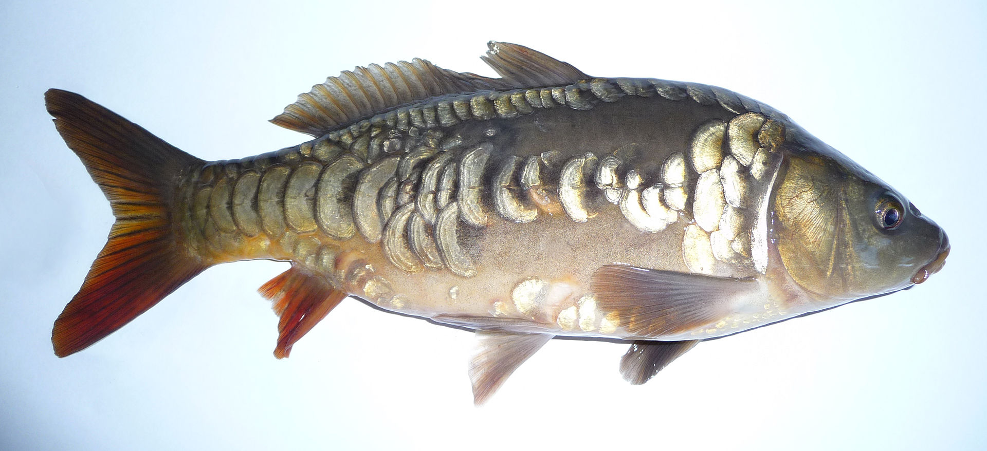 Common Carp
